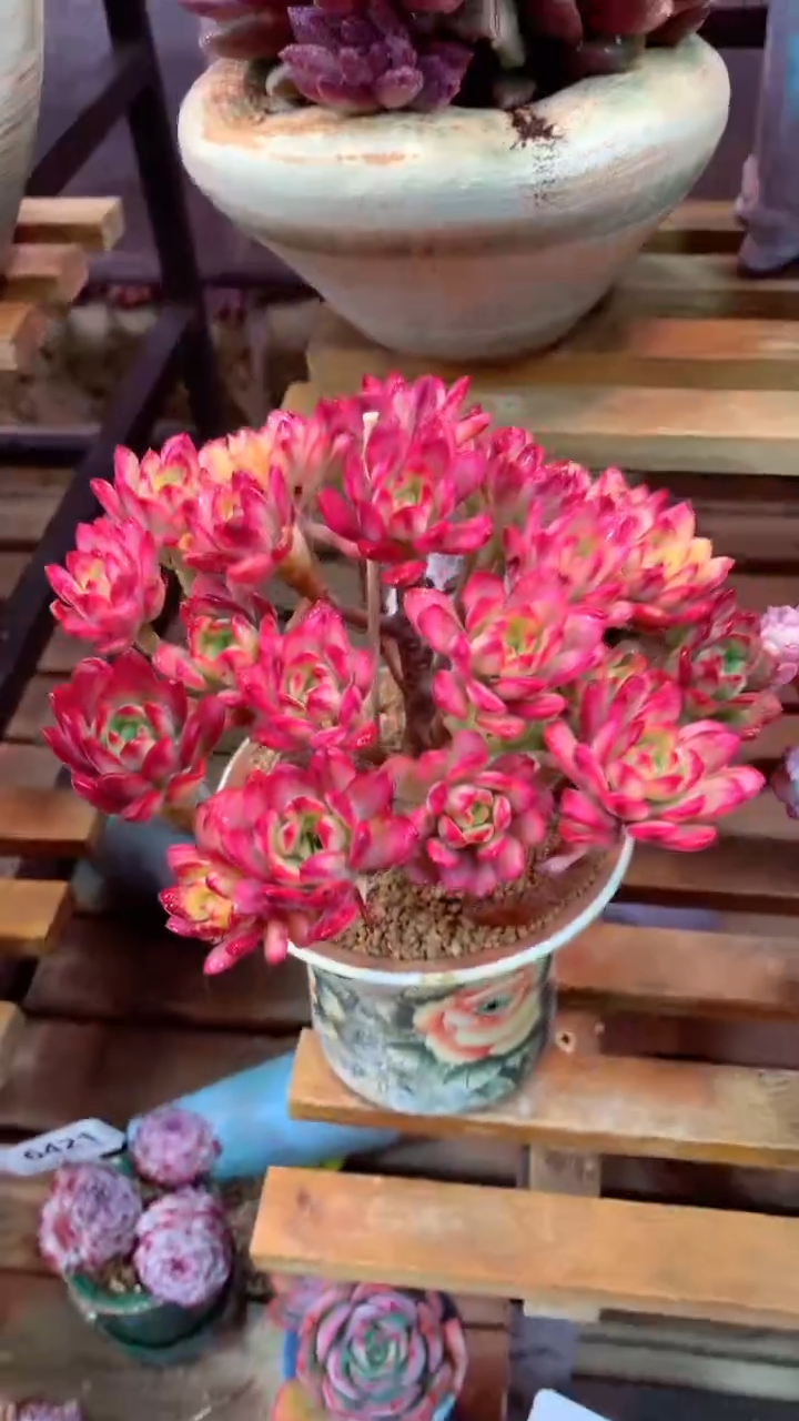 206 U（一物一拍，精品多肉，w所见即所得 ）