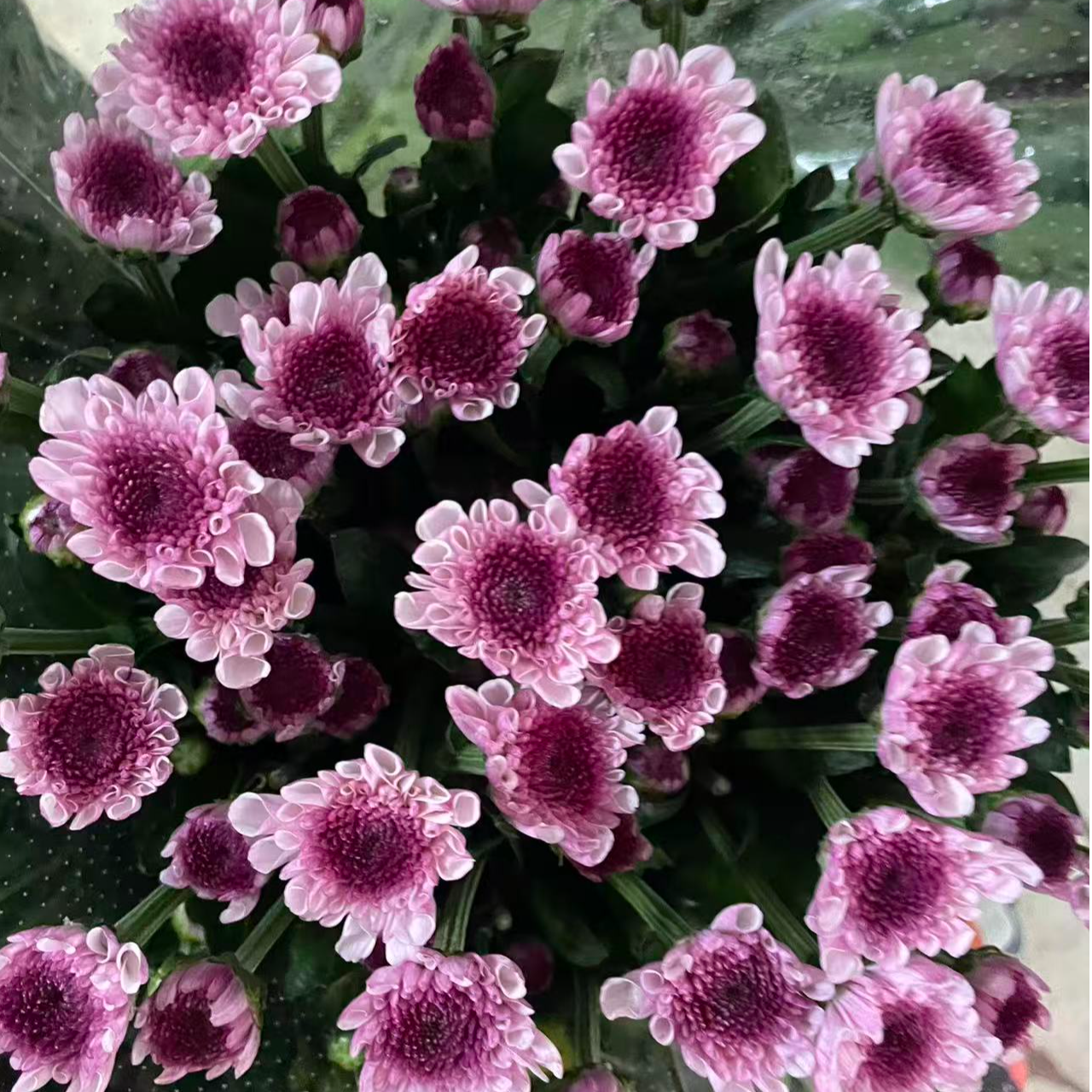 （粉丹小雏菊）东北辽宁凌源基地直发顺丰包邮