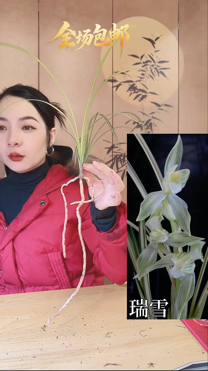 当前无花栽培后可以开花：瑞雪