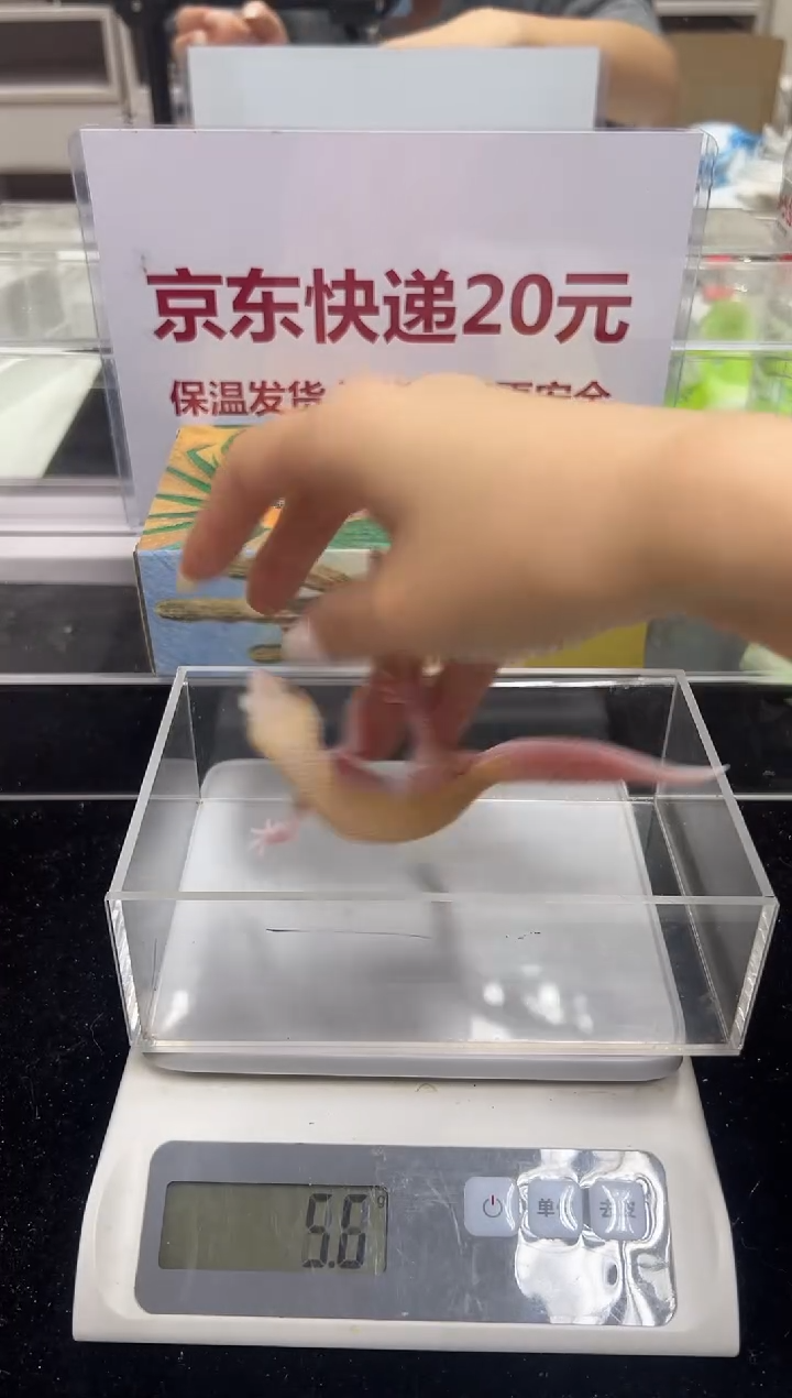 豹纹守宫010豹纹守宫