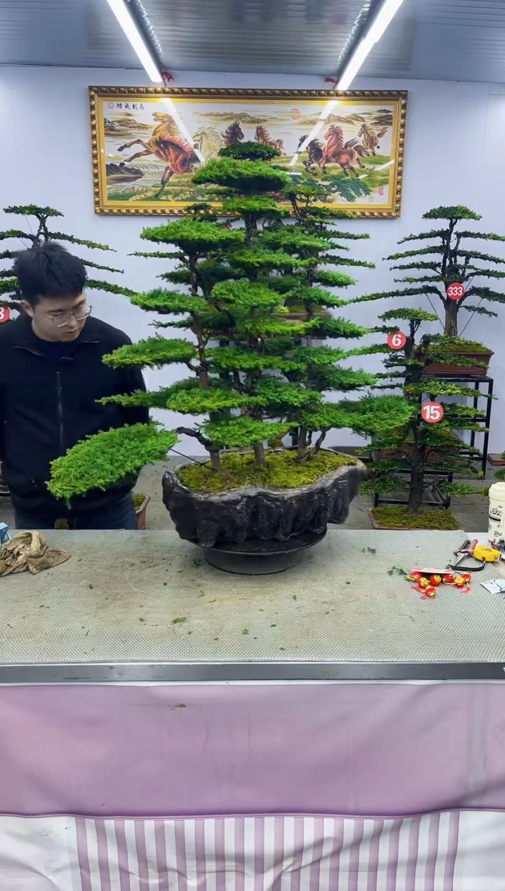 【闪购商品】八斗松/松类活物造型盆景，以直播间截图为啊啊啊啊啊