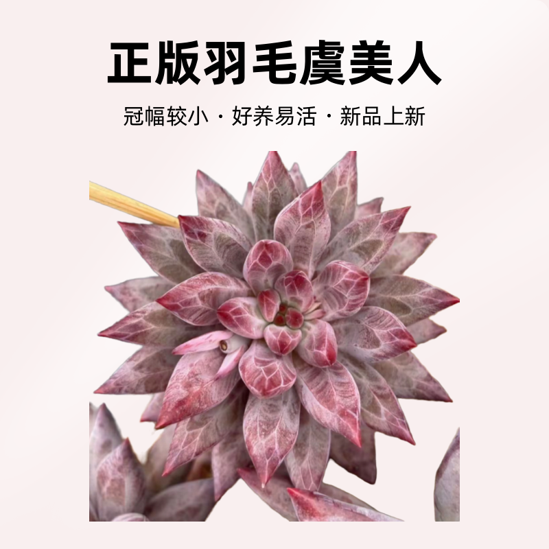 正版羽毛虞美人，多肉植物美人系老桩好养