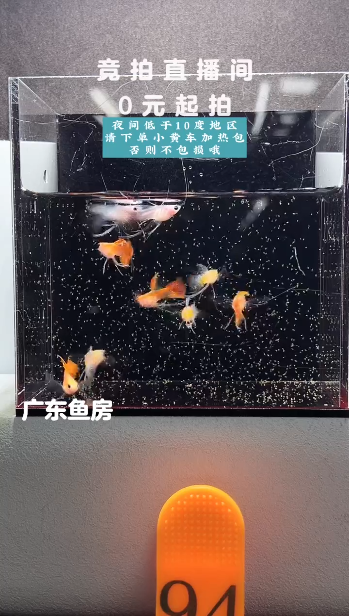 孔雀鱼玻璃猫长公9只编号94