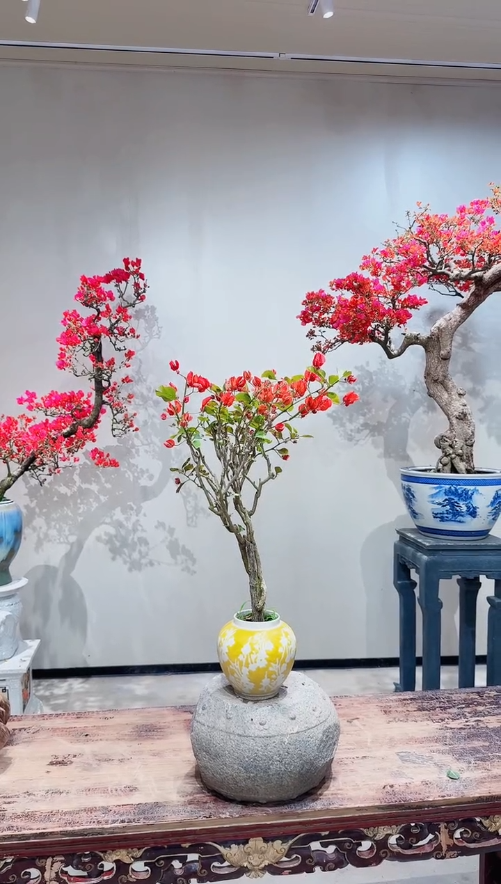 【闪购商品】盆景贝壳三角梅