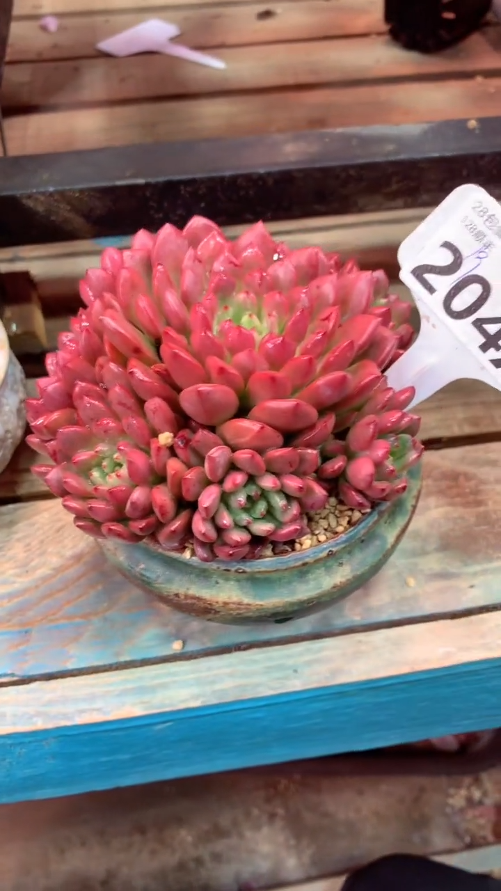 204X（一物一拍，精品多肉，w所见即所得 ）