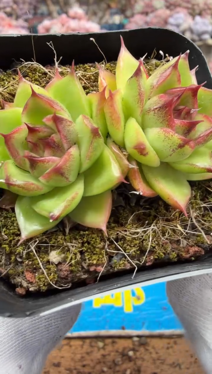 东云多肉园二店-552