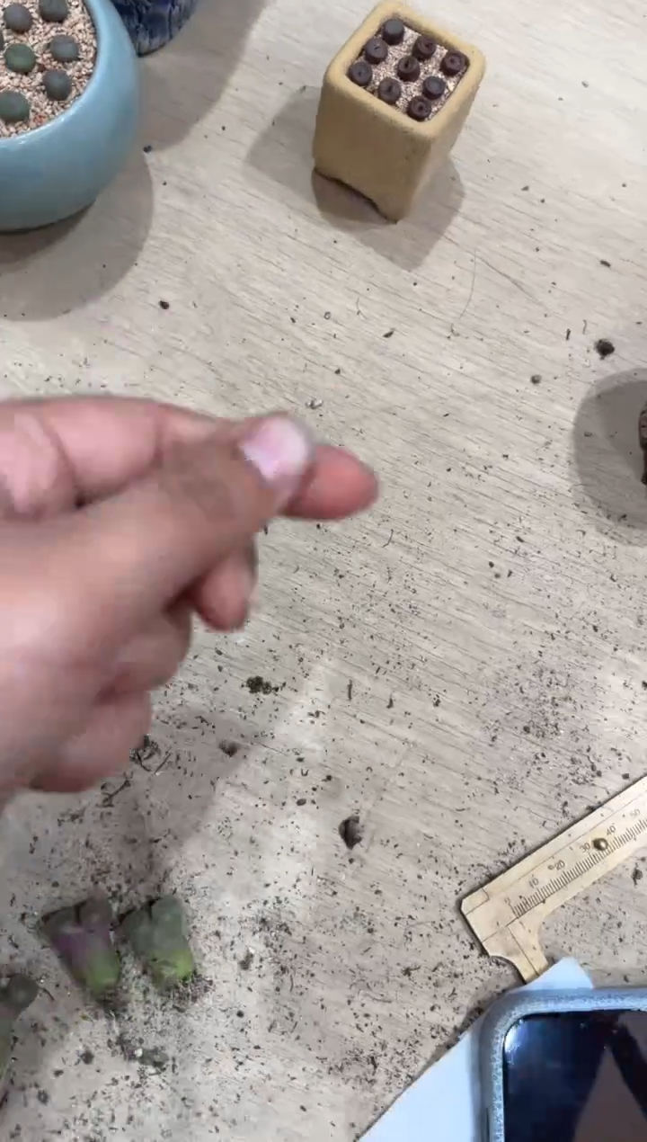 12-109多肉植物肉锥风铃盒子一颗