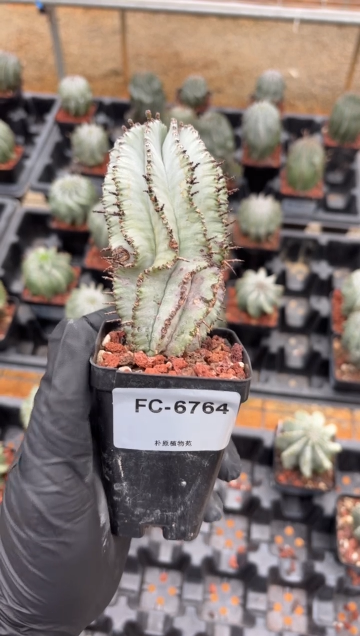 唔**野魁伟玉大戟FC-6764