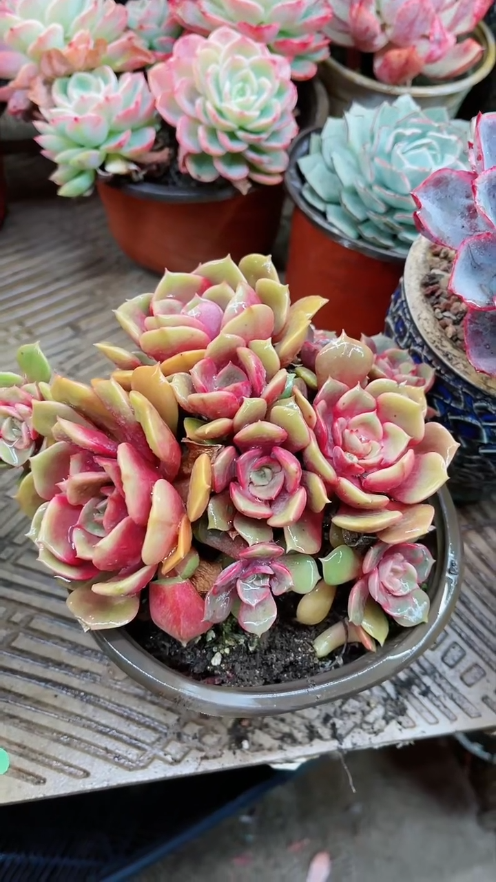 【闪购商品】16014