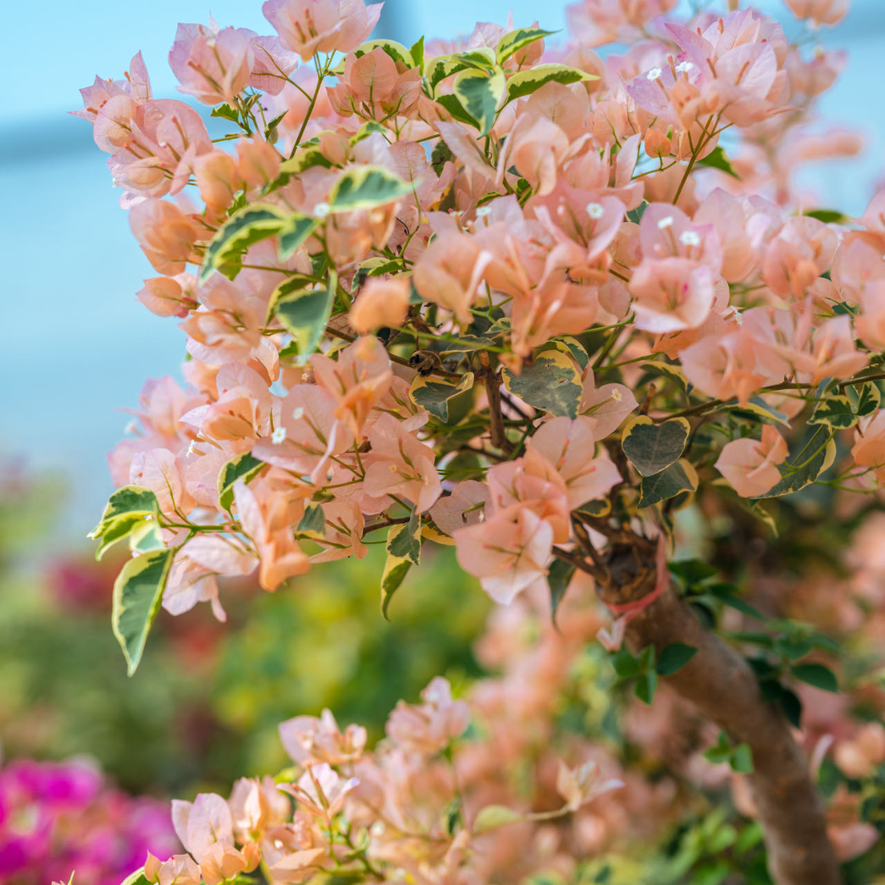 三角梅基地直销（运输途中掉花掉叶介意慎拍）