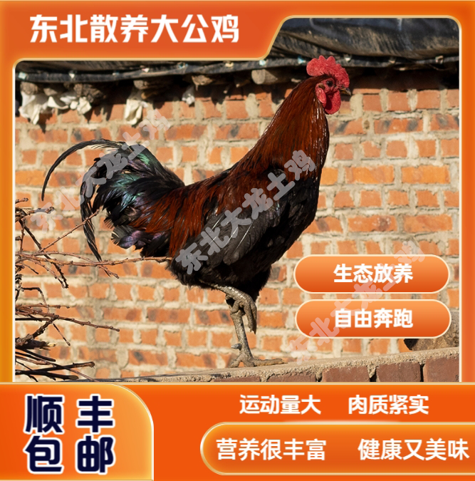 东北散养土鸡【整鸡】 肉质新鲜现杀现卖【顺丰包邮】包冰率不含冰