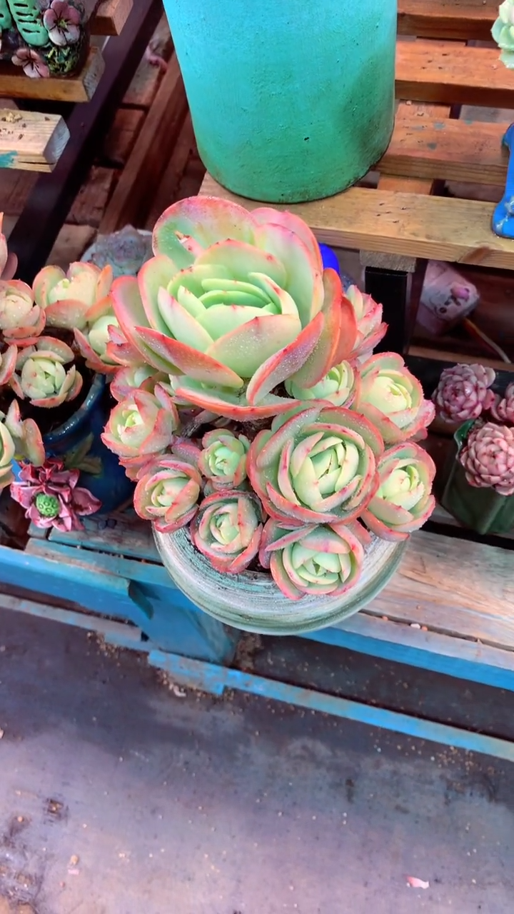 ?****?445X（一物一拍，精品多肉，w所见即所得 ）