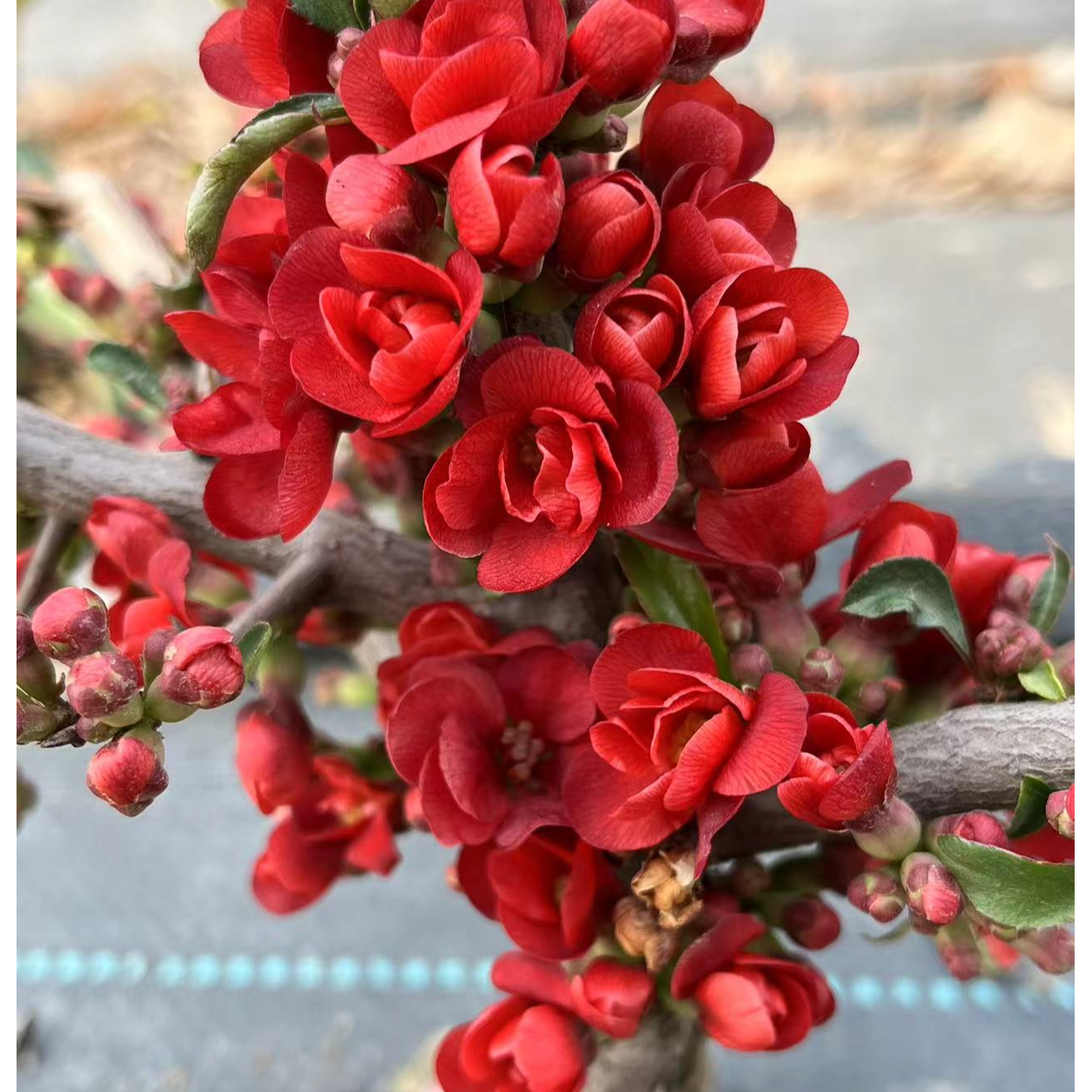 【土球发货】原生黑长寿长寿梅小盆景