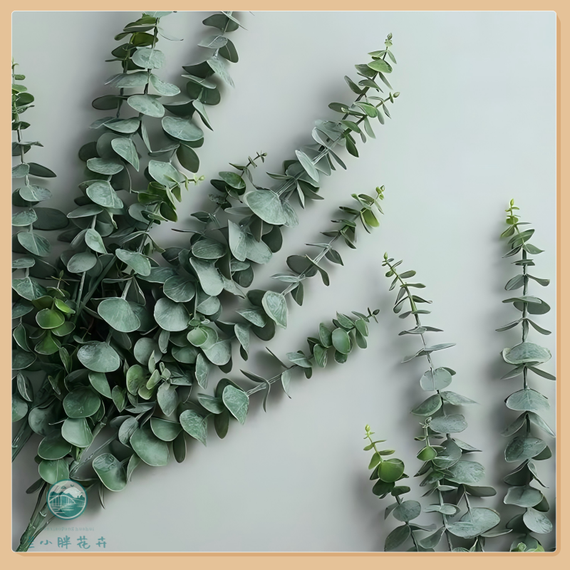 【兰小胖】精选-尤加利叶（钱串子）500g装多叉型 超长花期 顺丰发货