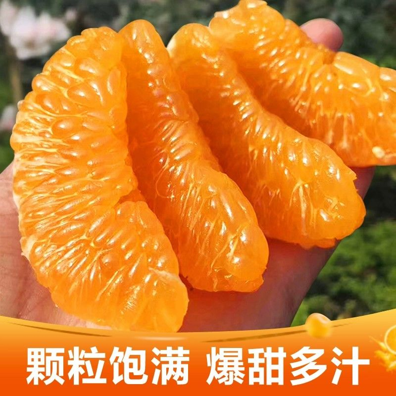 【产地直发】四川眉山正宗耙耙柑当季新鲜水果包邮