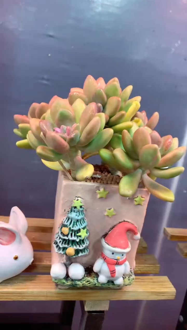 334Y（一物一拍，精品多肉，w所见即所得 ）