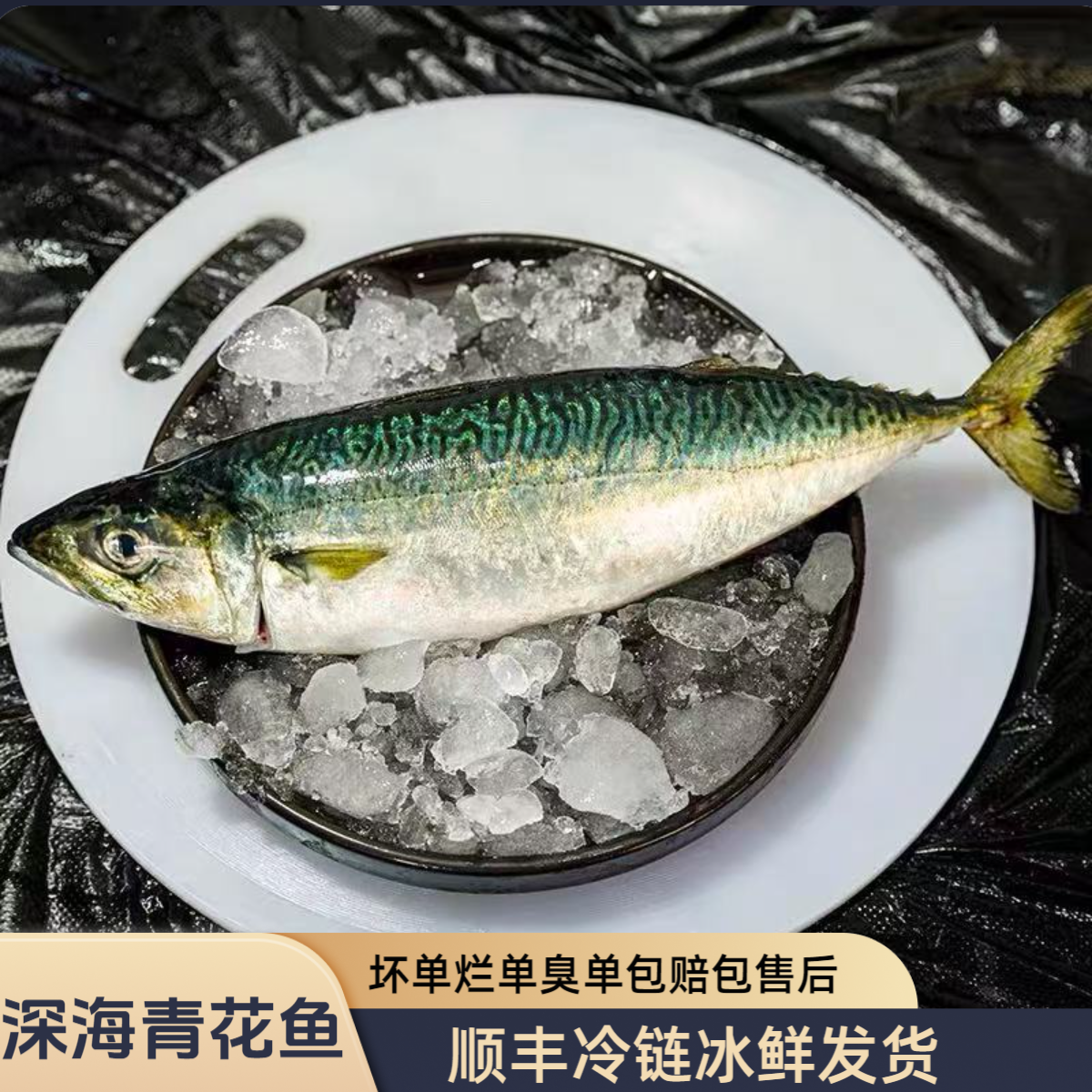 5斤装青花鱼东山岛小船捕捞青占鱼花仙鱼鲐鲅鱼海鲜红杉鱼沙毛鱼