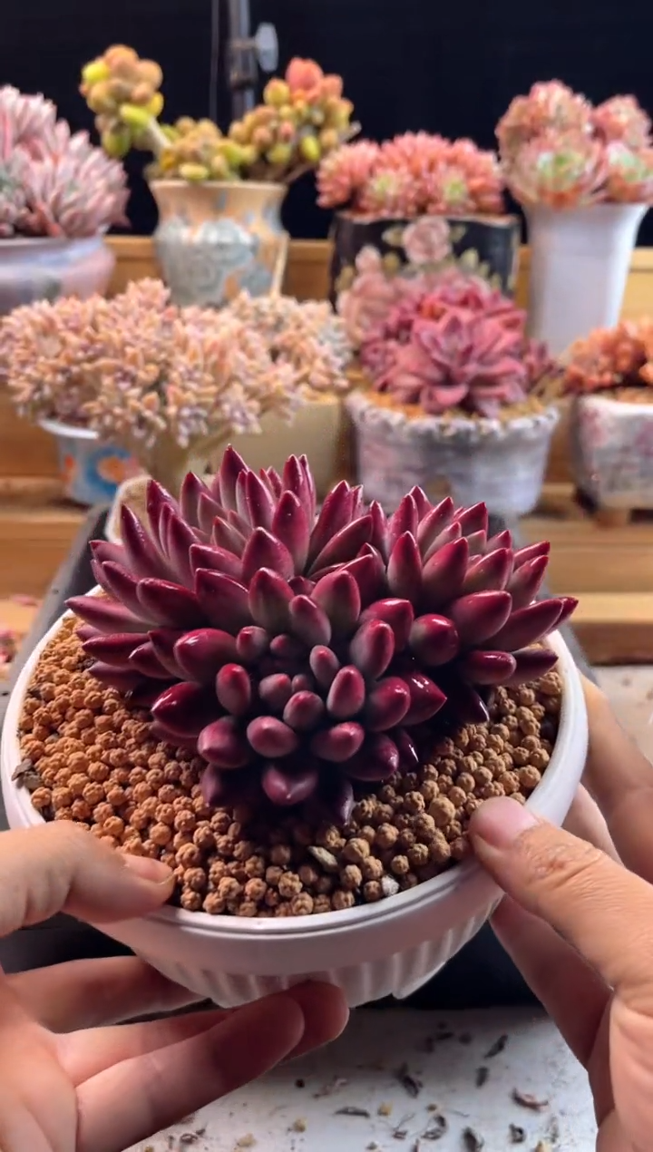 【闪购商品】3.6-35虞美人