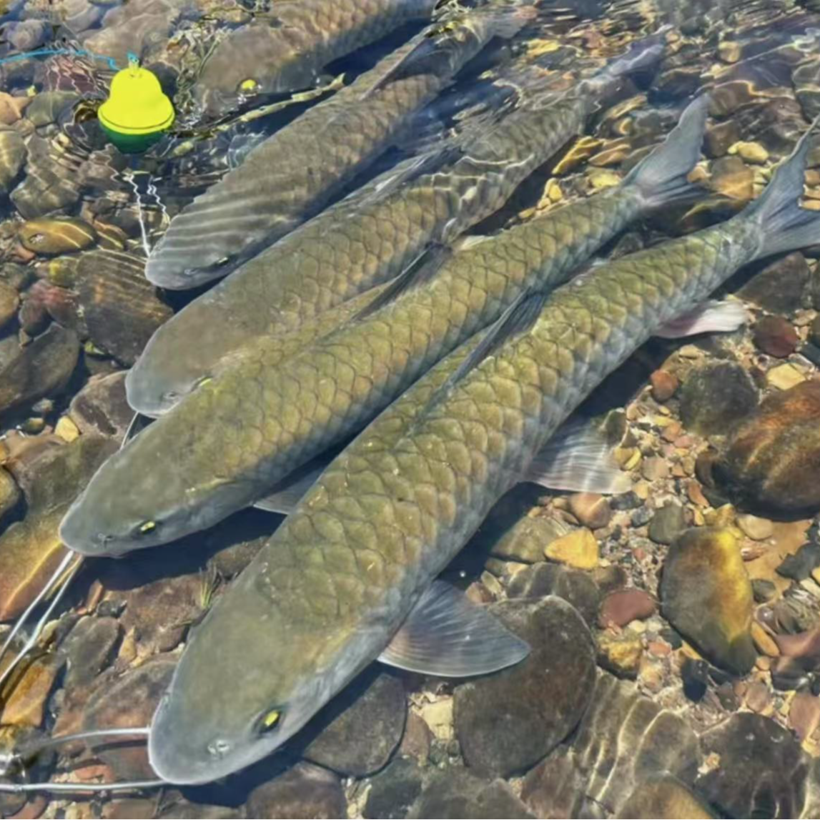 军鱼石娟鱼一条两斤活发（售后按要求拍摄完整开箱视频）