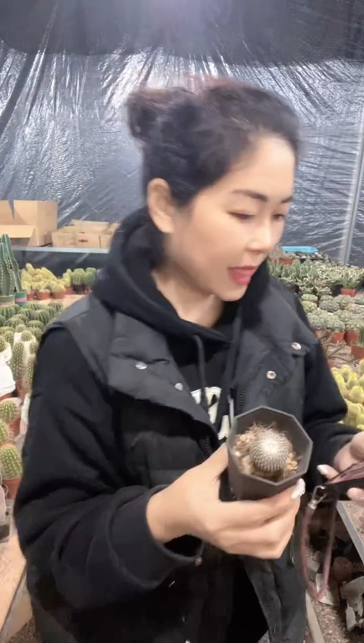 实生精巧殿仙人球