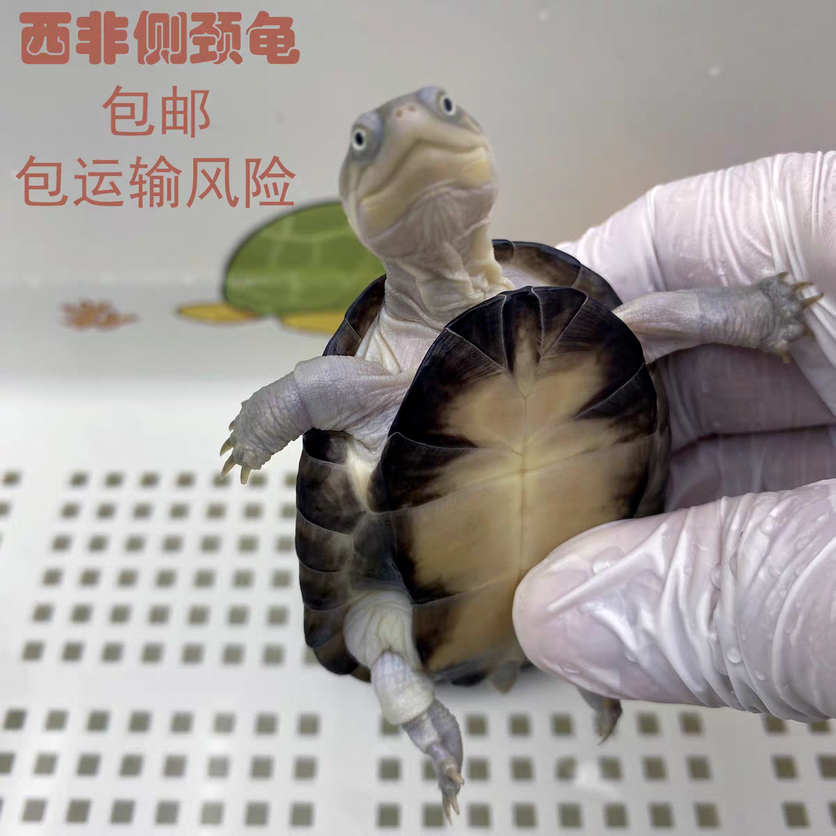 西非侧颈龟，微笑脸，带加热包发货，到家拍开箱视频包活三天