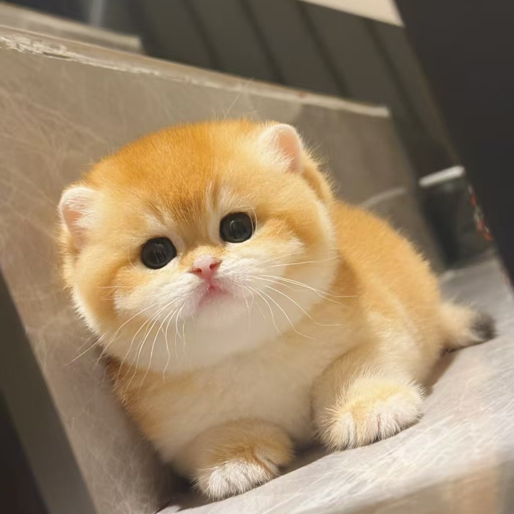 新人首播  【掀翻猫圈】 熊版金渐层1000起