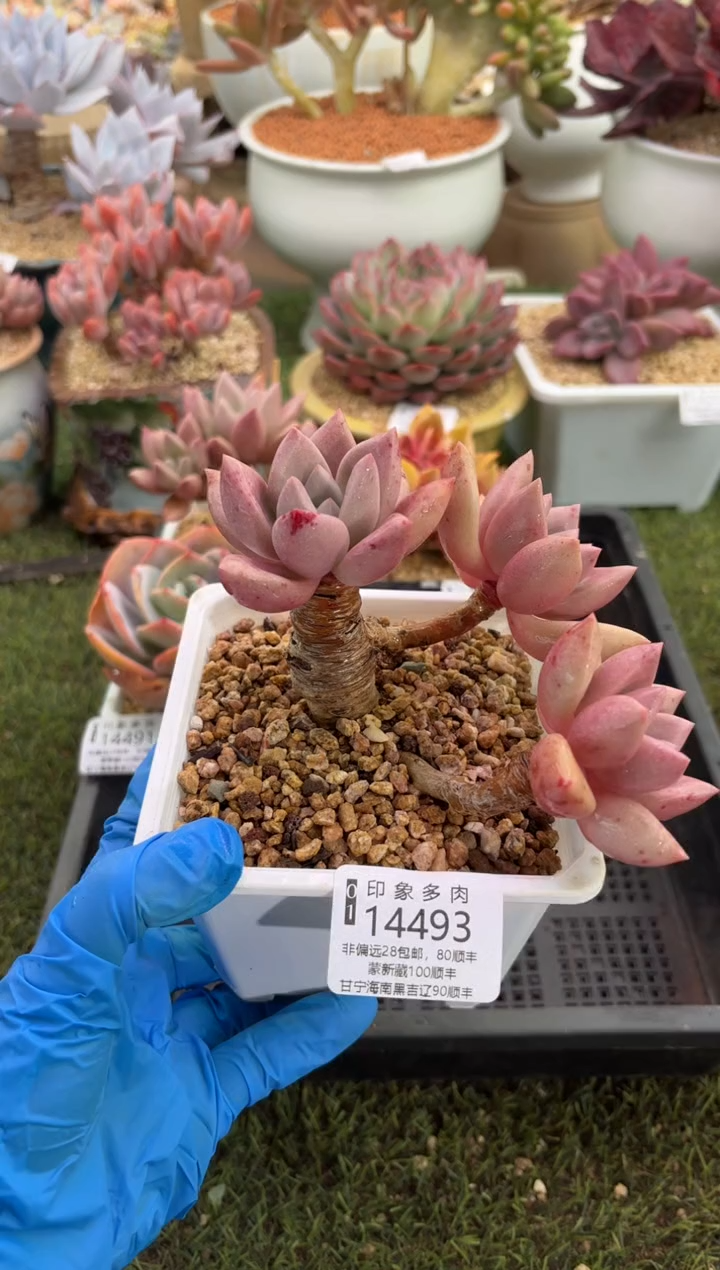 【闪购商品】14493