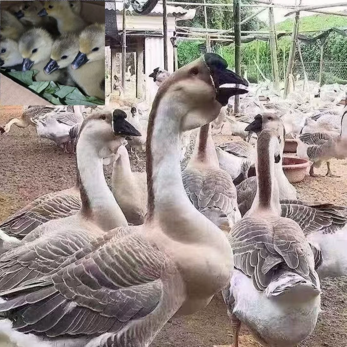宠物一斤左右普通颜色【狮头]宠物鸭鹅活物活体顺丰发货
