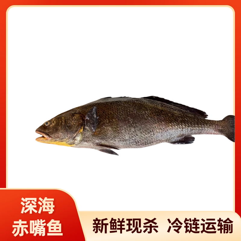 12斤左右新鲜赤嘴鳘鱼米鱼鮸鱼当天现捕鲜活海鱼 无鱼胶 无内脏
