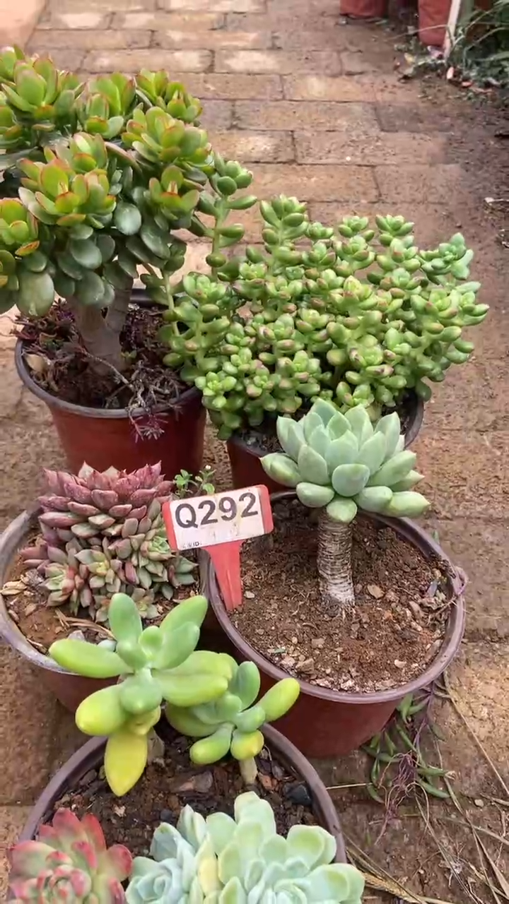 Q292多肉组合默认脱土发货