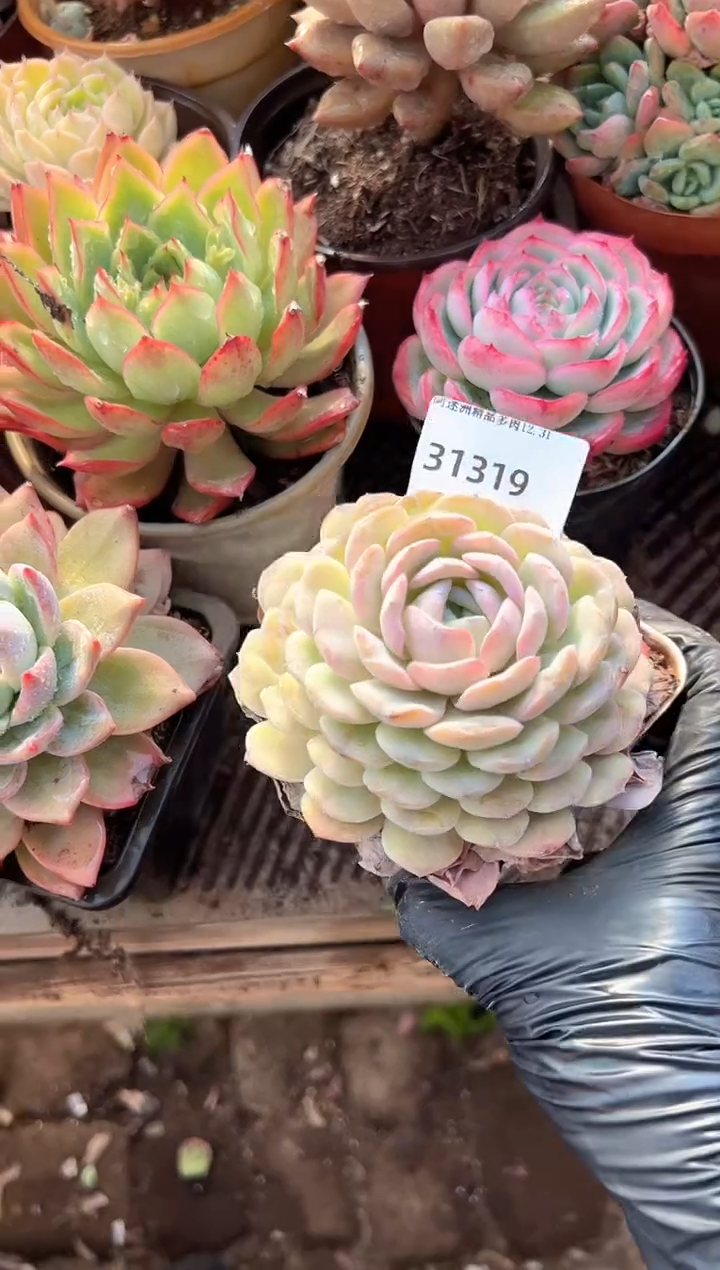 ?**月多肉植物一物一拍31319