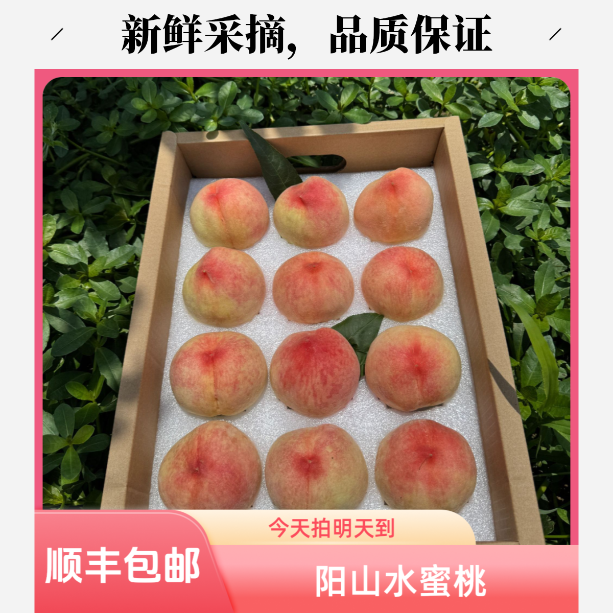 【顺丰包邮】6-5两无锡阳山水蜜桃孕妇小孩都能吃桃子同城送江苏省