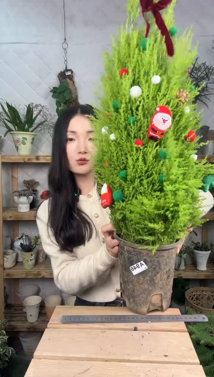 无花朵小香松大盆圣诞树949