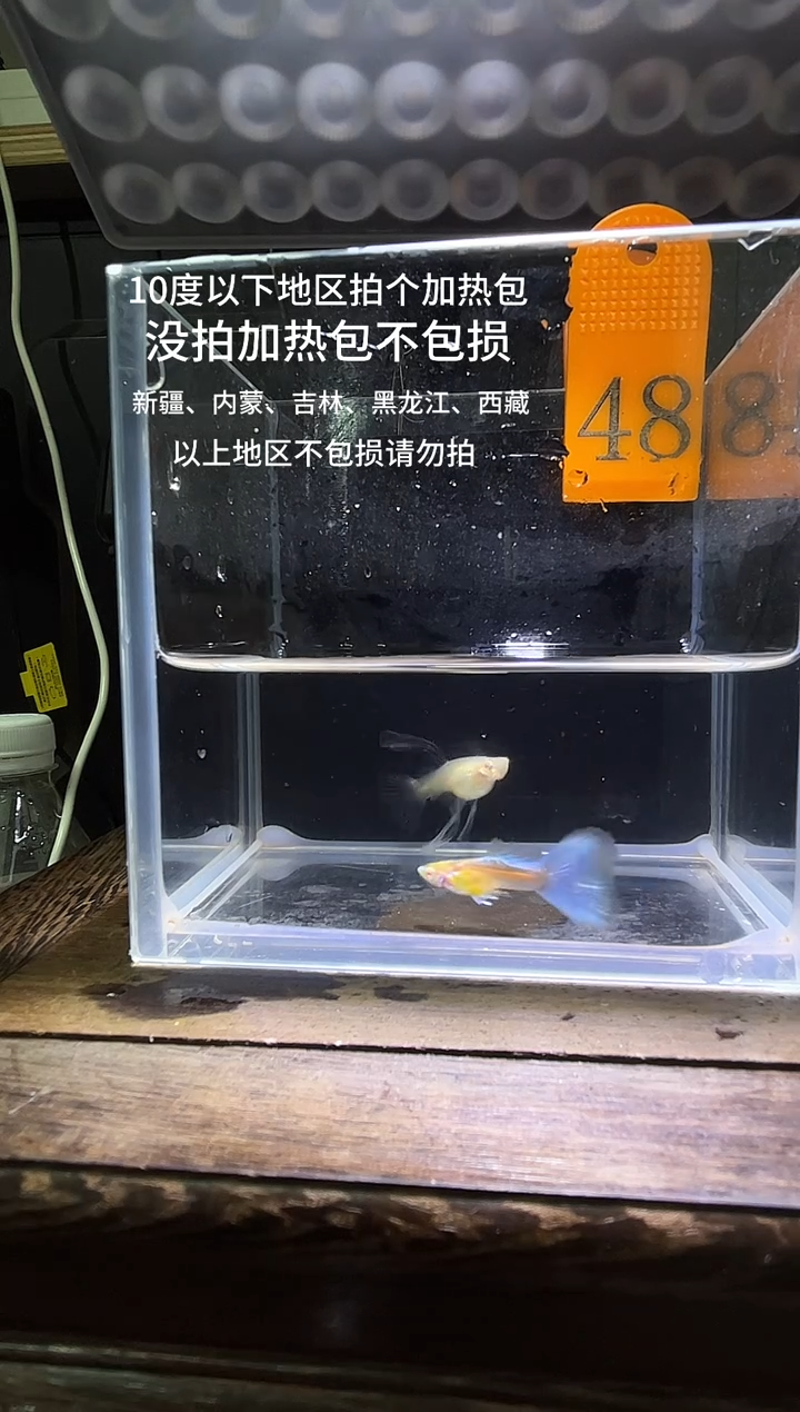 孔雀鱼蓝白绣球粗c编号48