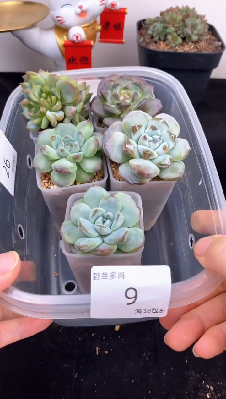 5棵一组一组包邮9号