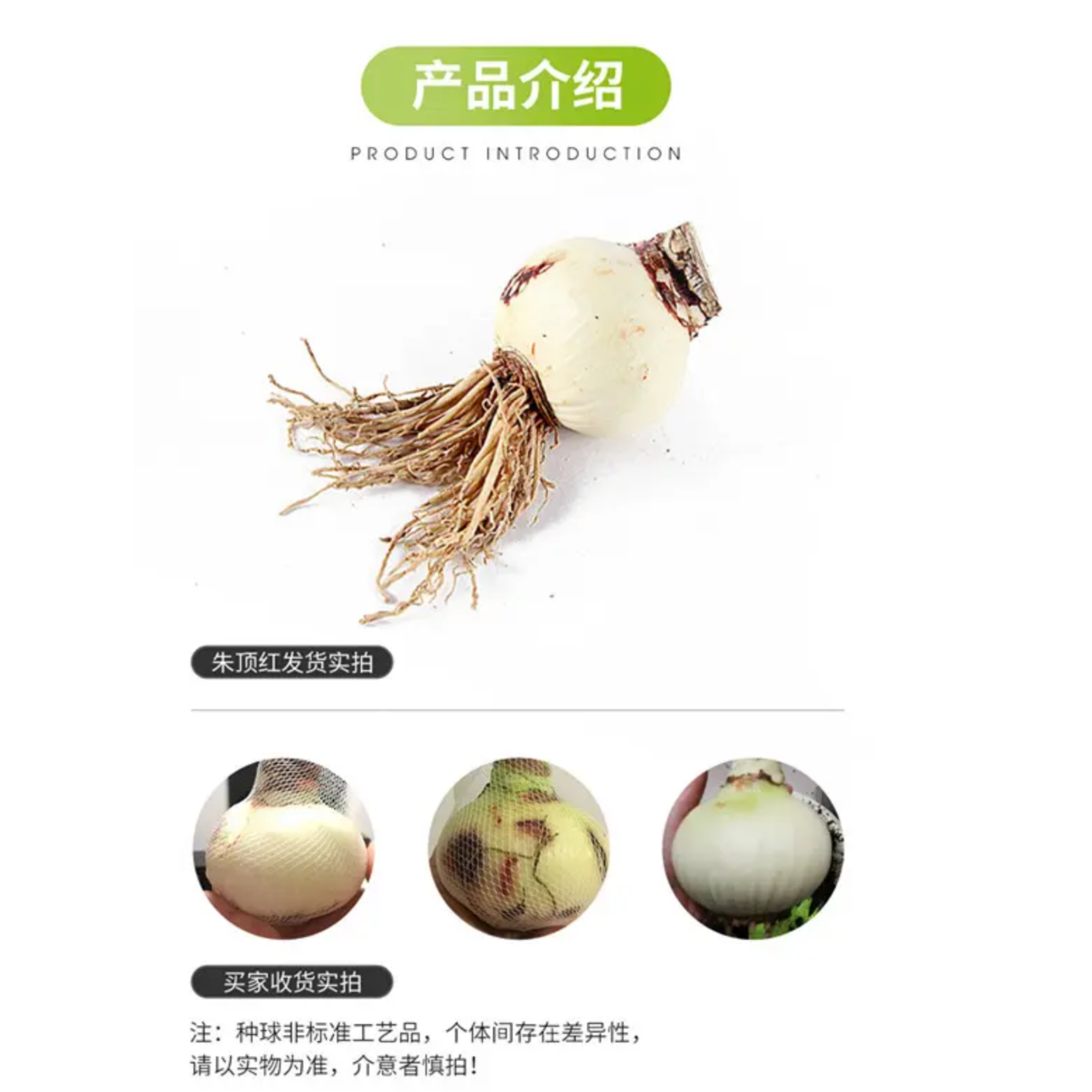皮球种球盆栽花瓶种球