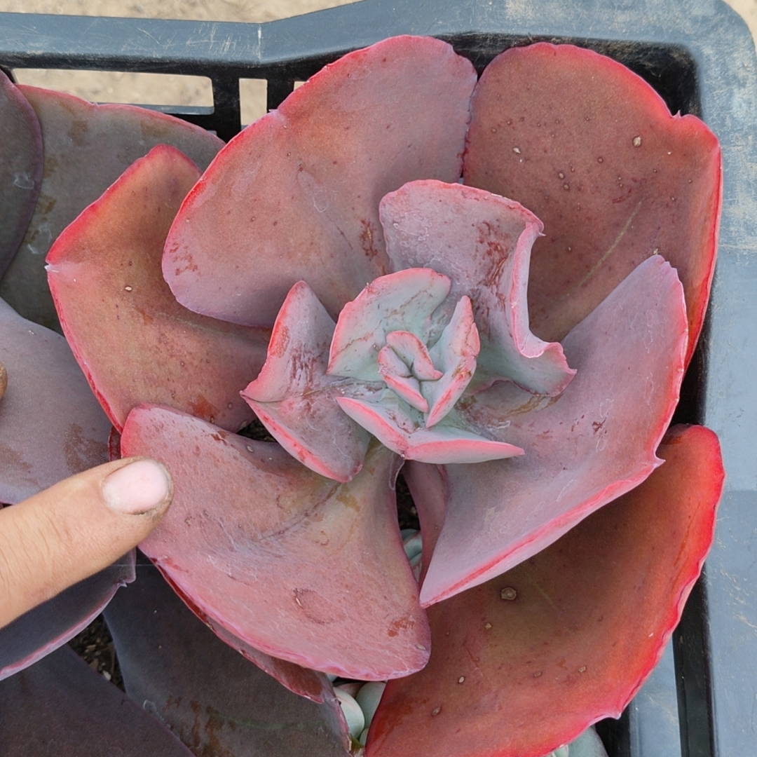 天空之城1颗（全店满5单包邮）吹吹多肉/多肉养护