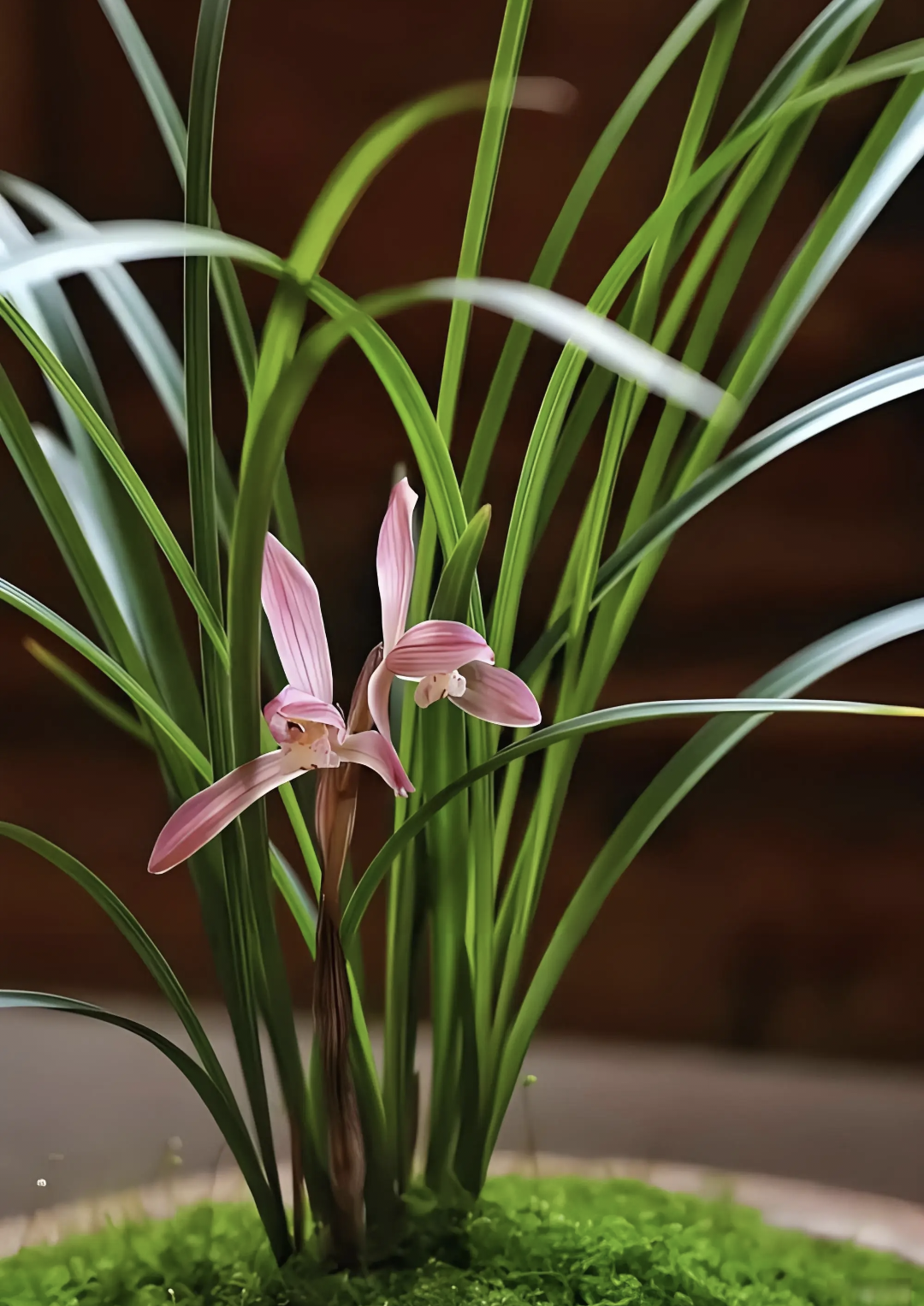 云南送春绿兰春兰莲辦兰草链接