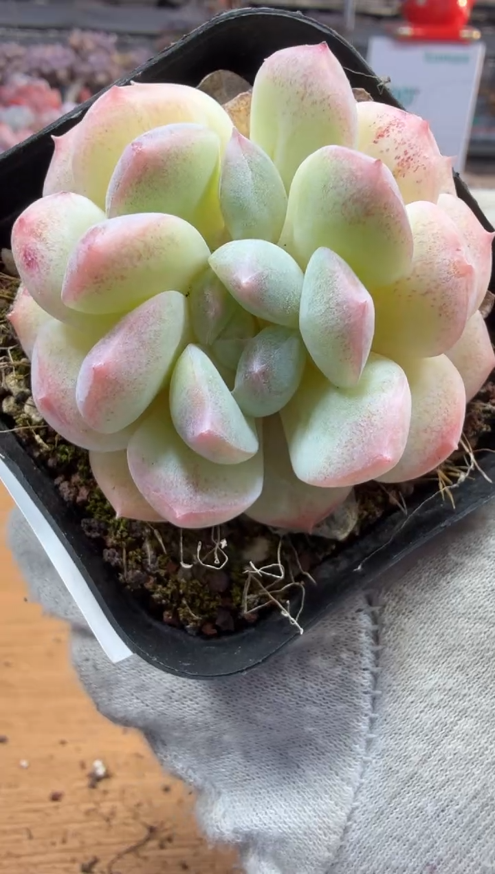 东云多肉园三店-276