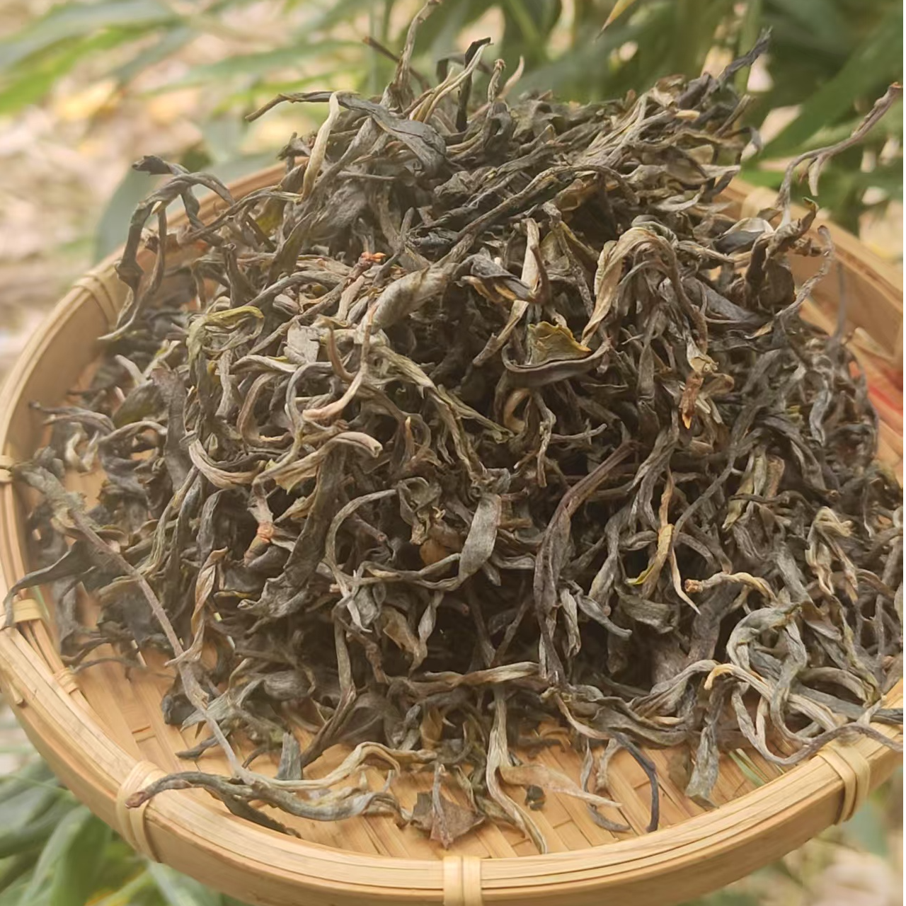 2025年 弯弓古树 头春头采 普洱生茶 100g罐装（带茶样）