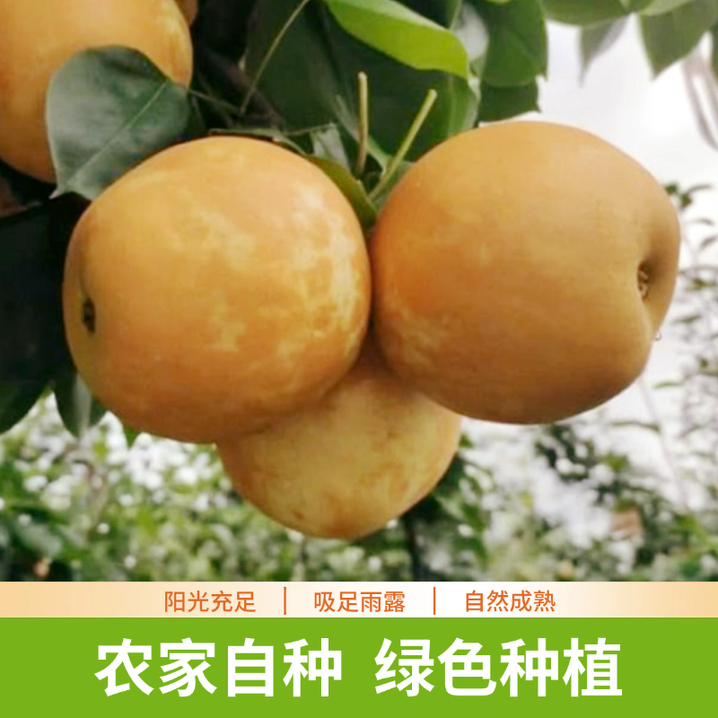 正宗湖北百里洲砂梨当季鲜果多汁清甜细腻无渣产地直发