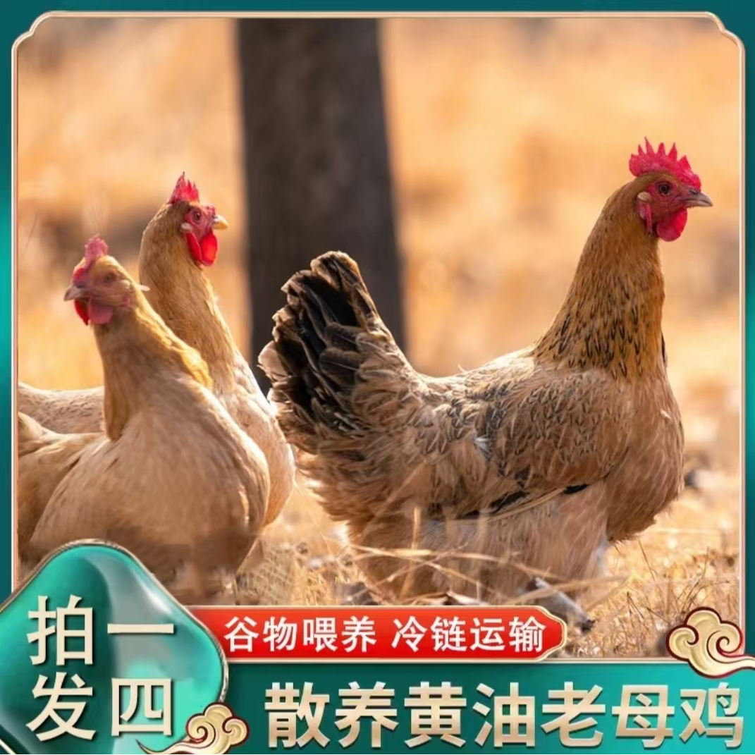 【辰辰】买3送1 共4只3年黄油老母鸡 净重10-11斤 带内脏 支持试吃