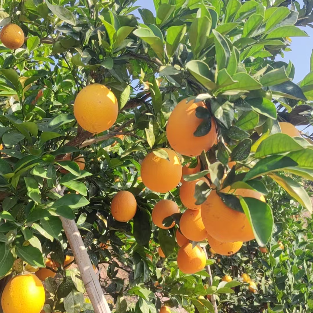 咸宁崇阳纽荷尔脐橙