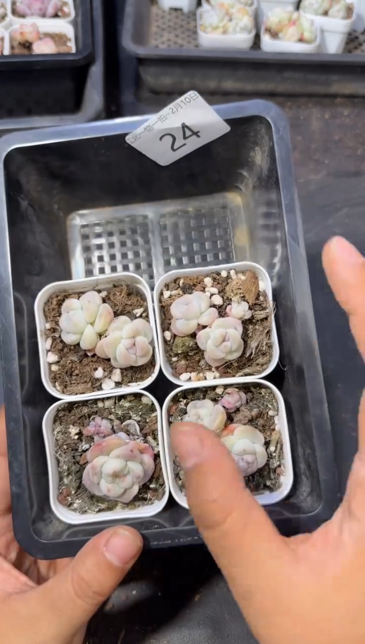 【闪购商品】24号到手1框--江北多肉