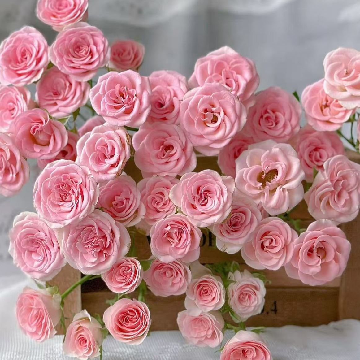 【懒洋杨】心情 多头玫瑰 粉色系 好养家用型鲜花 云南斗南基地直发