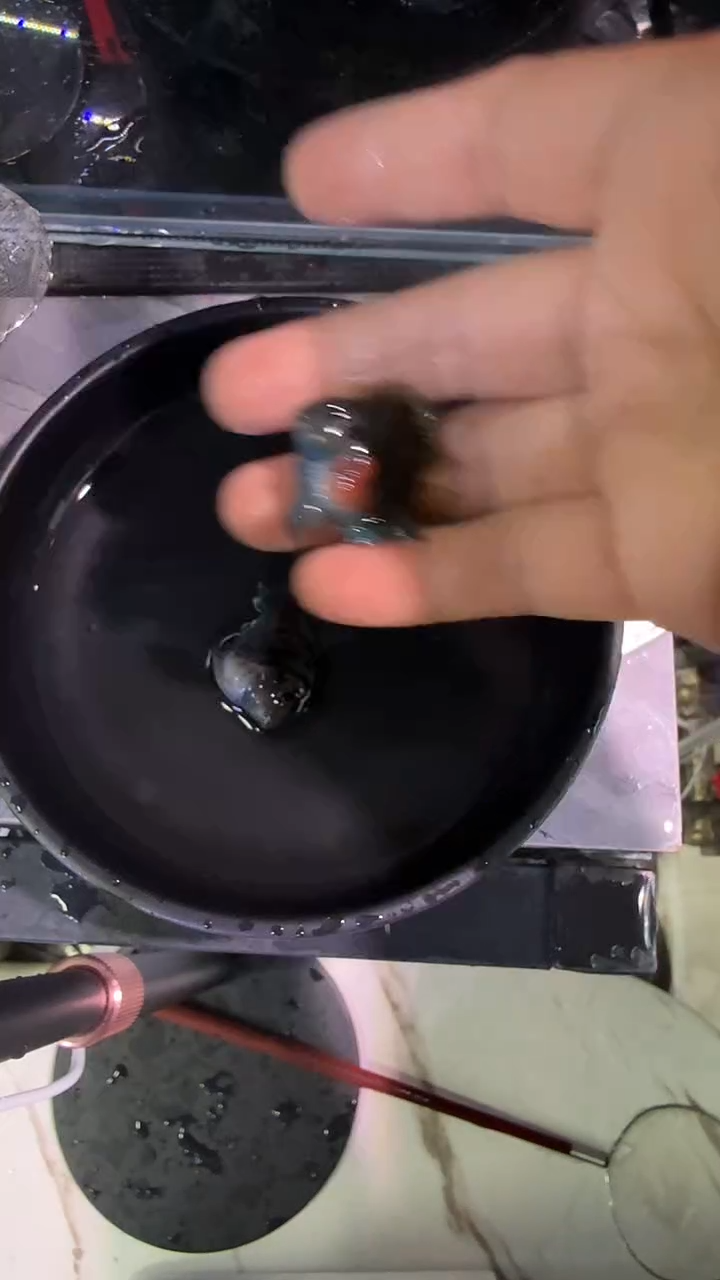 鹦鹉鱼424242424242424