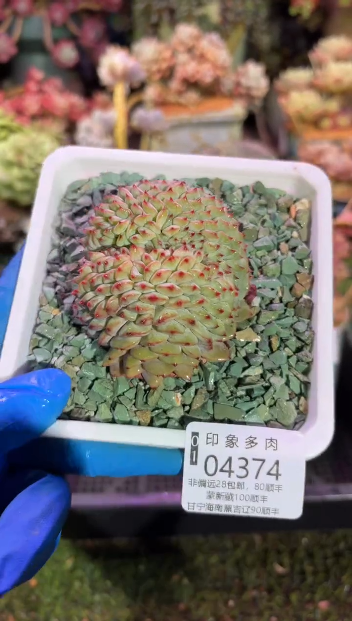 【闪购商品】04374