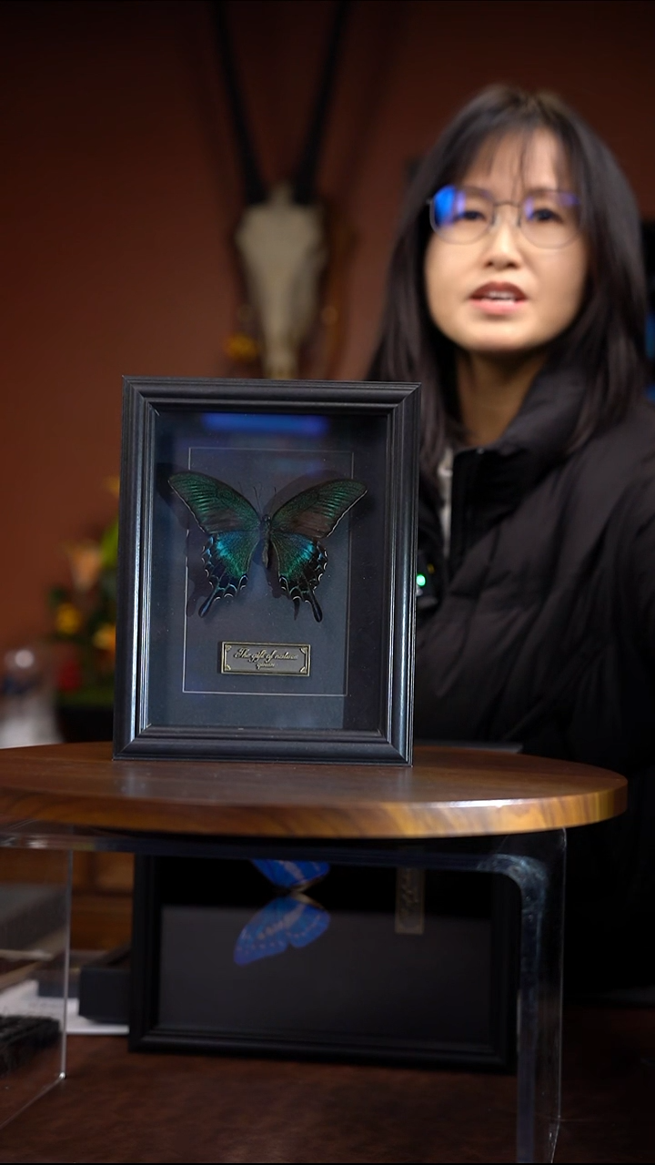 绿带翠凤蝶 夏  8寸黑卡 常规 