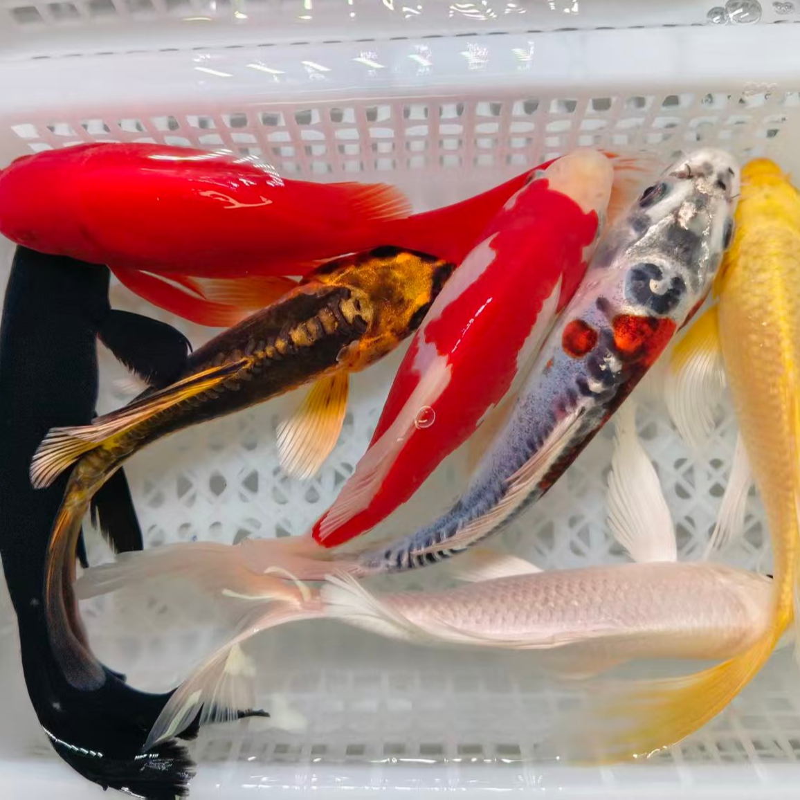 七星（1黄1黑1白1红1红白1黄龙1蓝龙 共7条）观赏鱼锦鲤冷水10-12cm