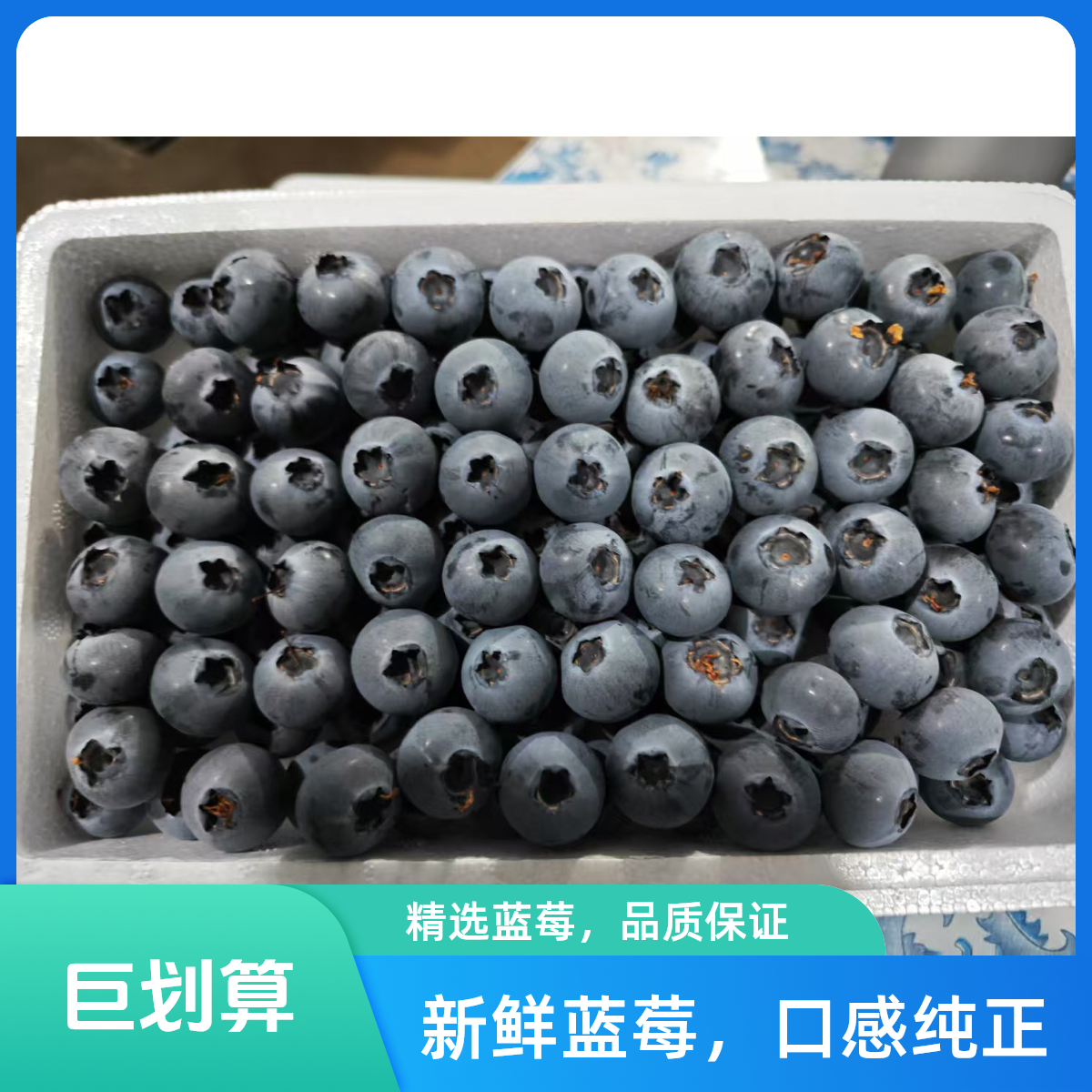 新鲜大蓝莓，产自辽宁丹东